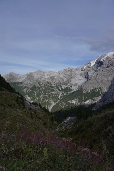 Purple wildflowers and the valley below Franzenshöhe