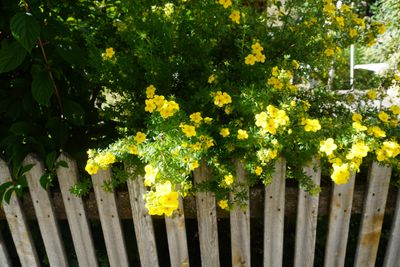 Yellow flowers along a wooden fence
