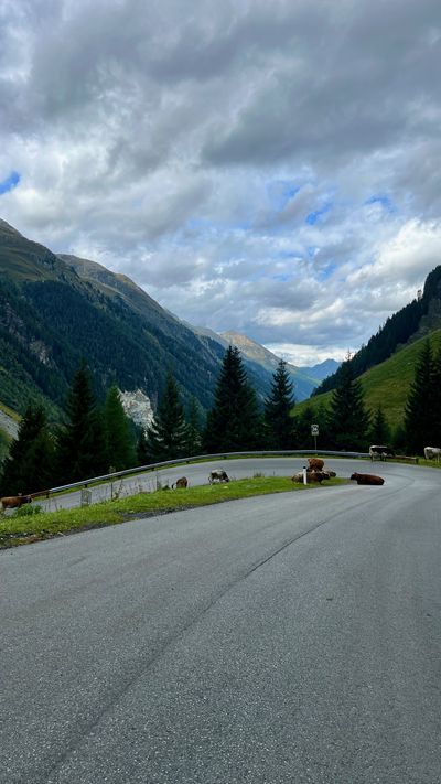 Livestock blocking the curve in a forested pass