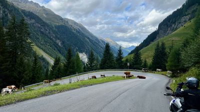 Cows sitting in a mountain hairpin while a GS waits