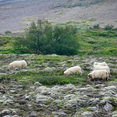 Traditional Icelandic turf house