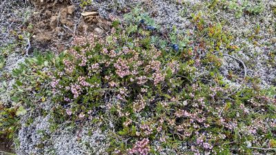 Northern lights over lake