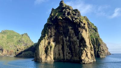 Icelandic horses in field
