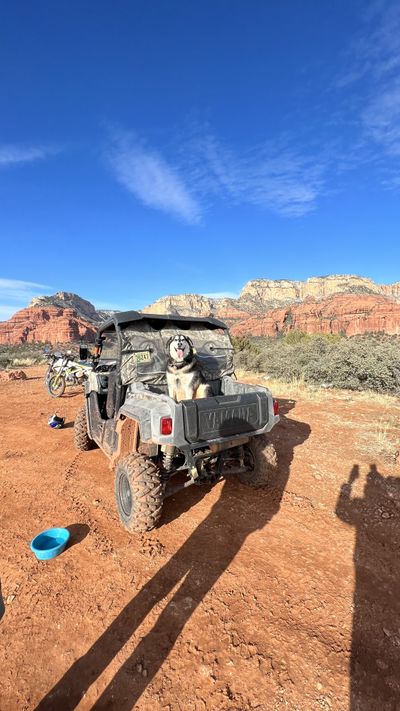 Desert vegetation with red rock backdrop