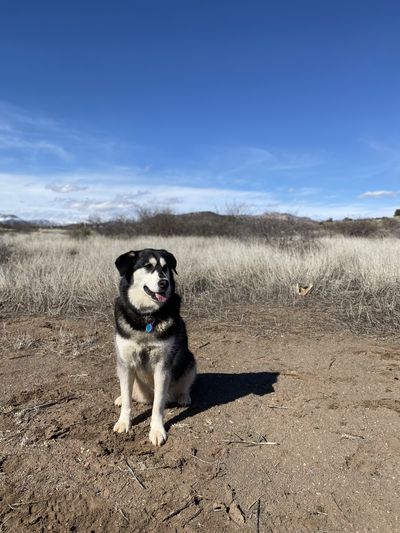 Sedona red rocks in golden light
