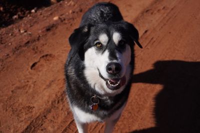 Sedona red rock formations and desert landscape
